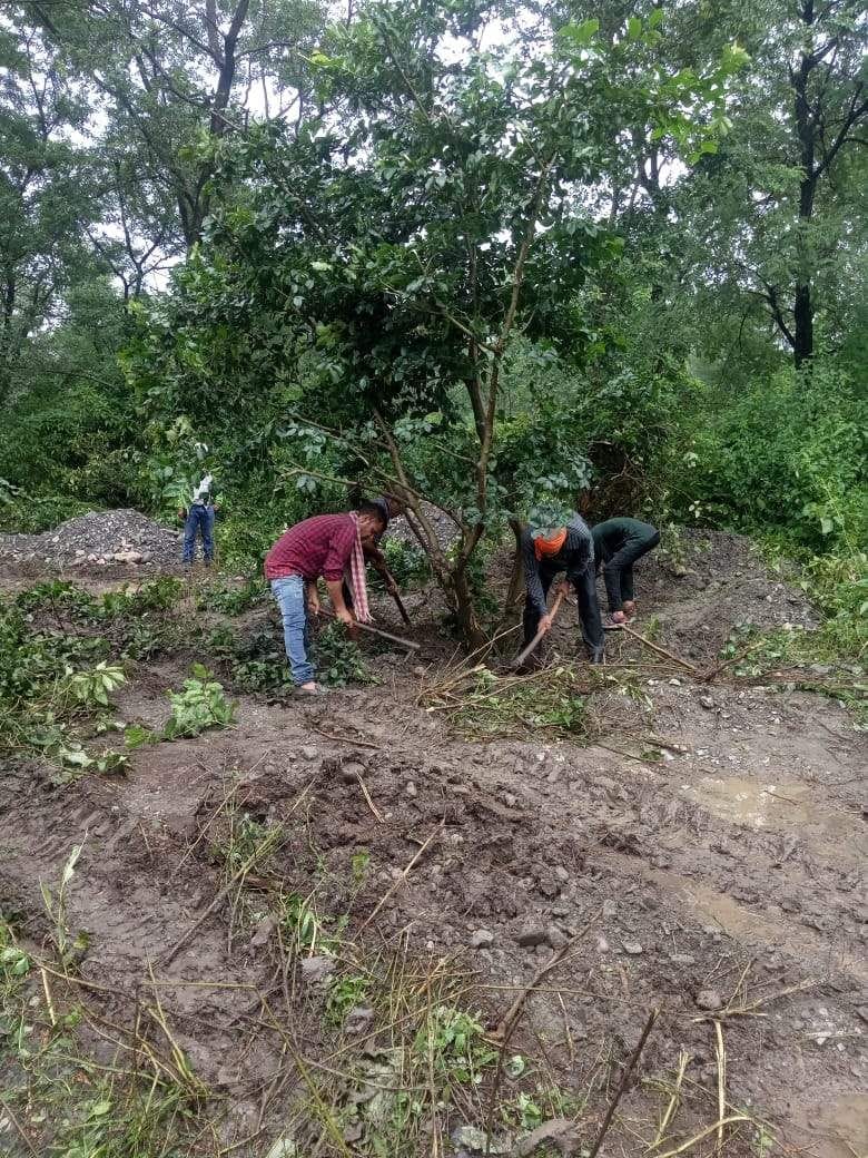 30 trees were cut, 49 trees were planted elsewhere