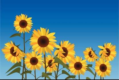 why sunflower flowers turns towards sun this is the reason behind it