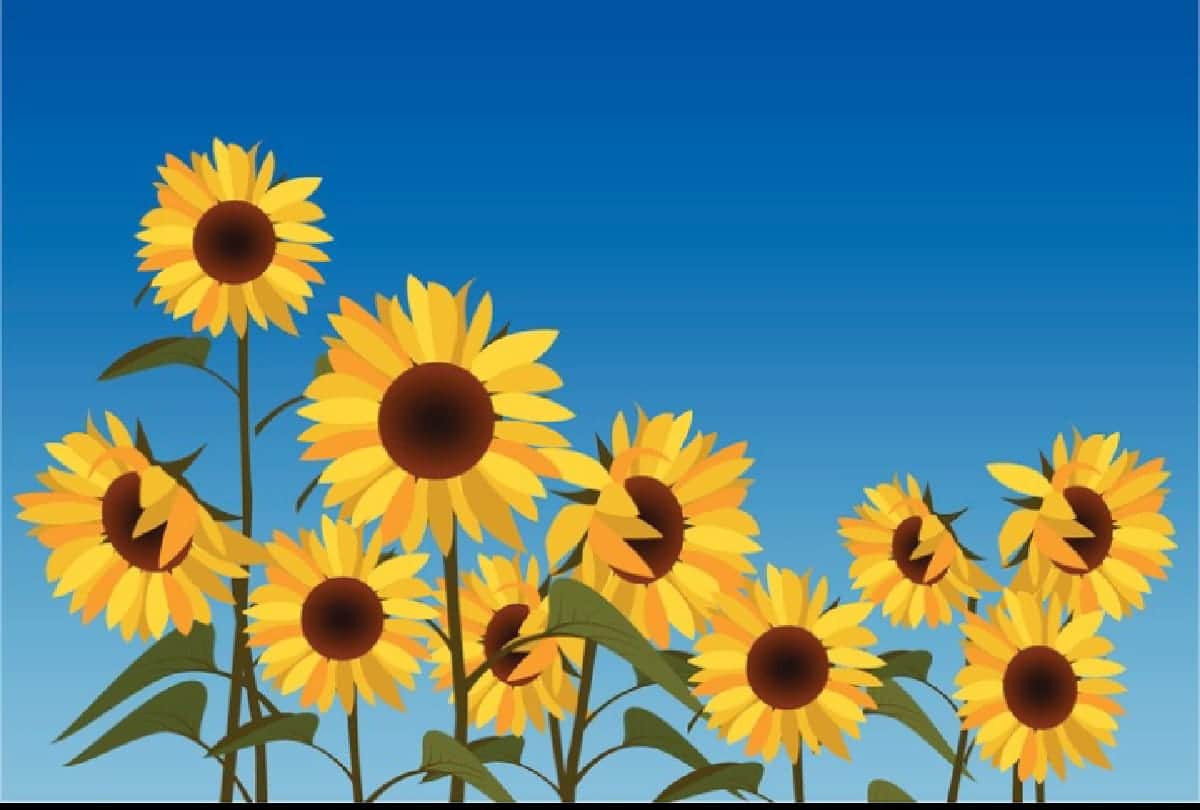 why sunflower flowers turns towards sun this is the reason behind it