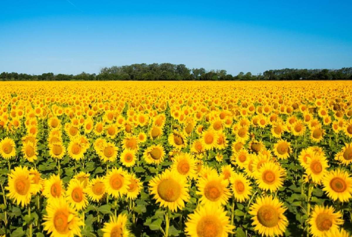 why sunflower flowers turns towards sun this is the reason behind it