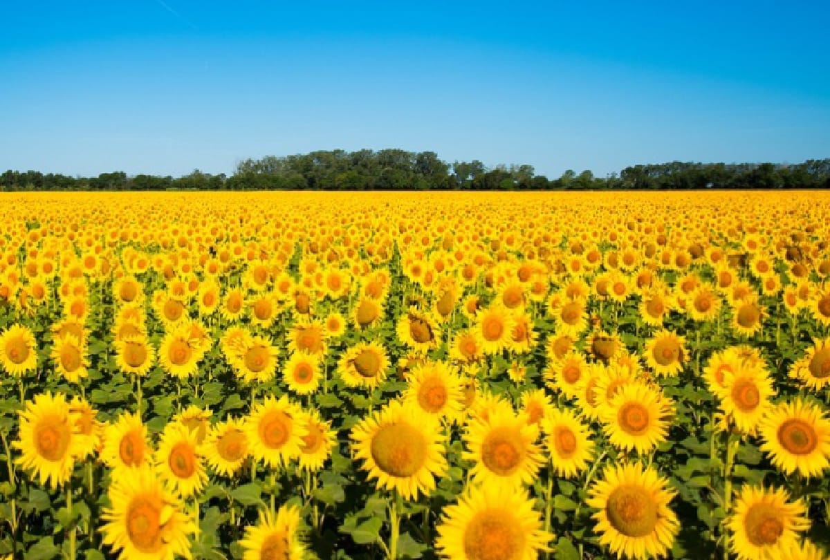 why sunflower flowers turns towards sun this is the reason behind it