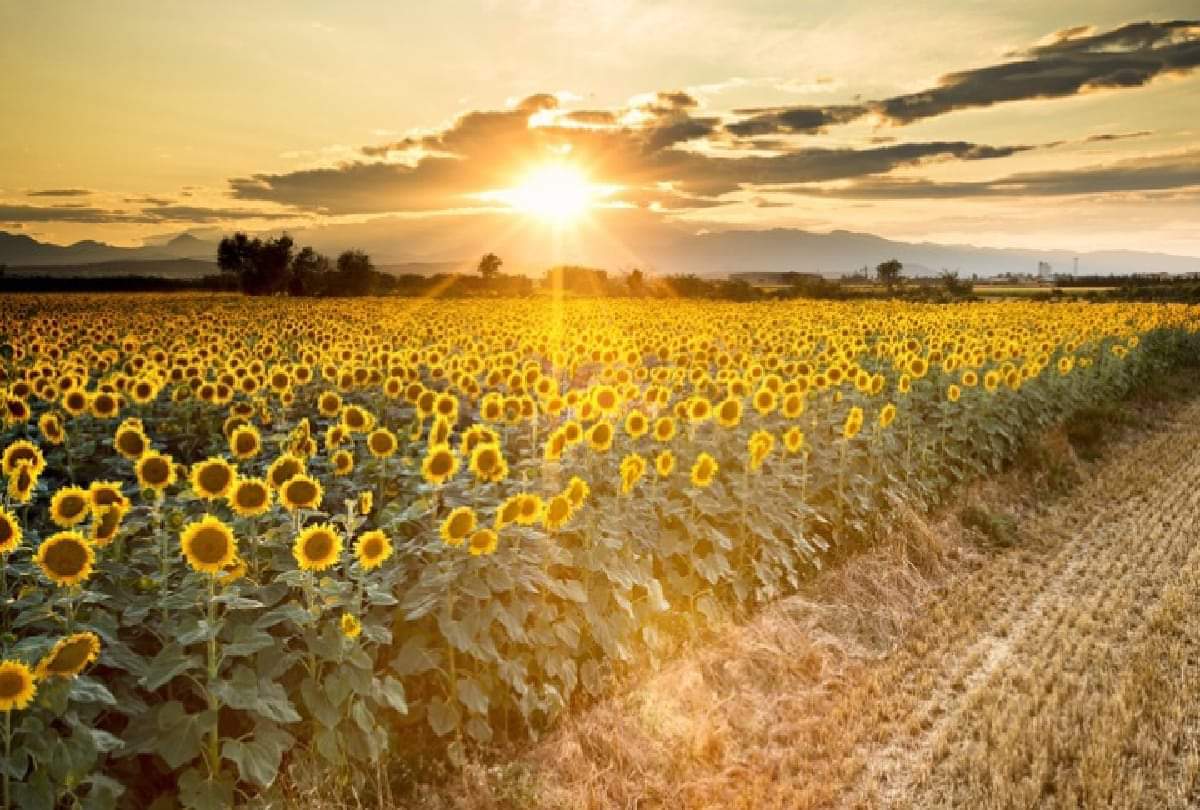 why sunflower flowers turns towards sun this is the reason behind it