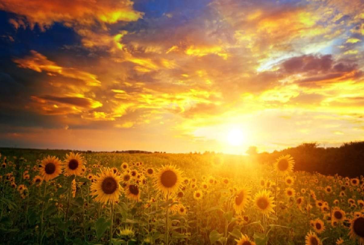 why sunflower flowers turns towards sun this is the reason behind it