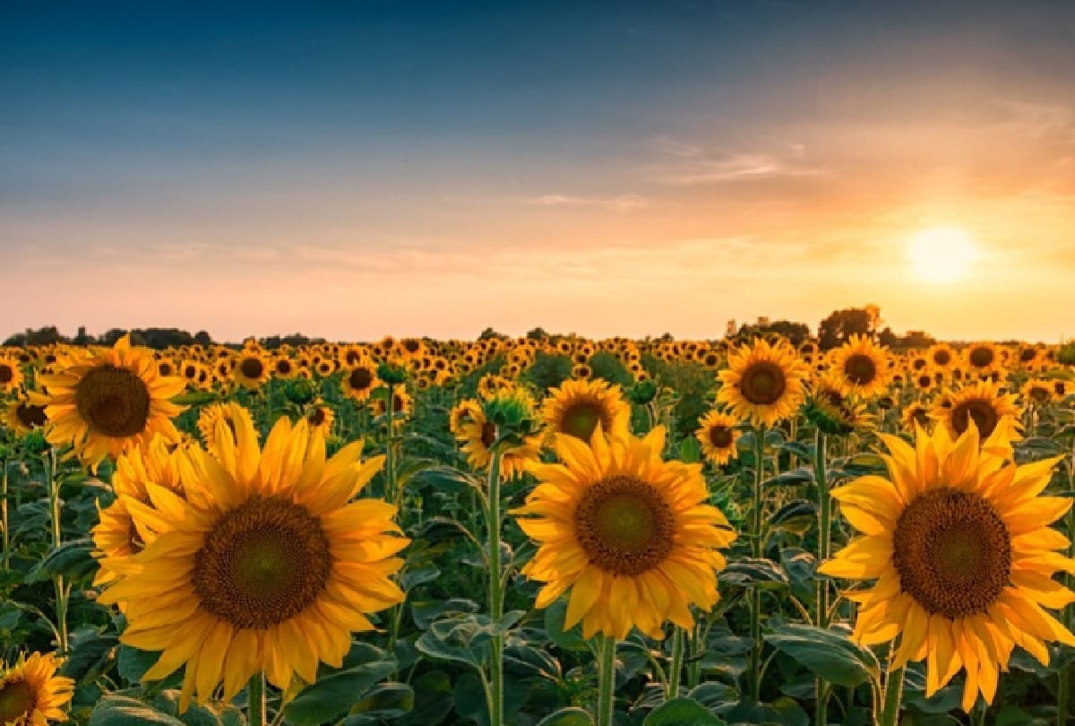 why sunflower flowers turns towards sun this is the reason behind it