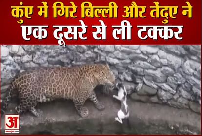 बिल्ली-तेंदुआ लड़ाई