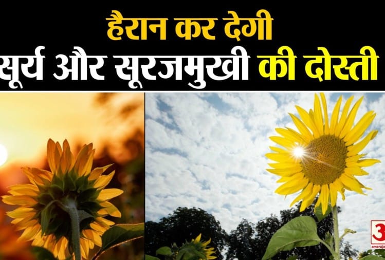 What Is The Link Between Sunflower And Sunlight Helio Tropism Process