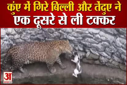leopard and cat fight in the well at nashik later recued