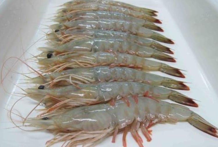 South-West part of Punjab getting Ready to Become hub of Lobster Production