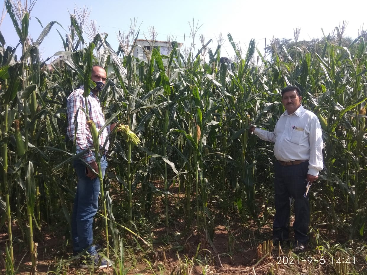 In Bilaspur district, caterpillar pests ruined maize crop