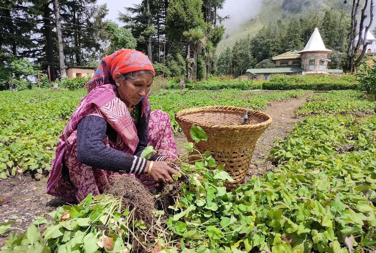 Farming in Chaudas Vally
