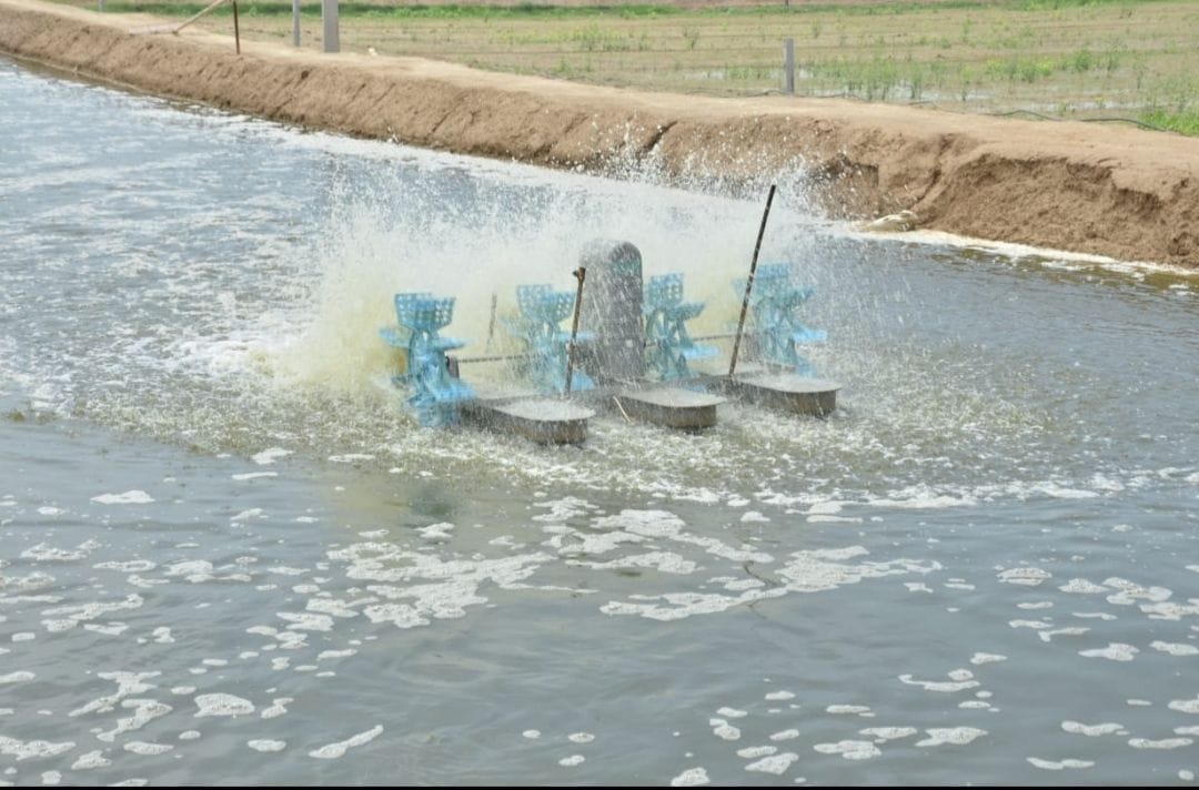 50 lakh profit in 5 months from shrimp farming