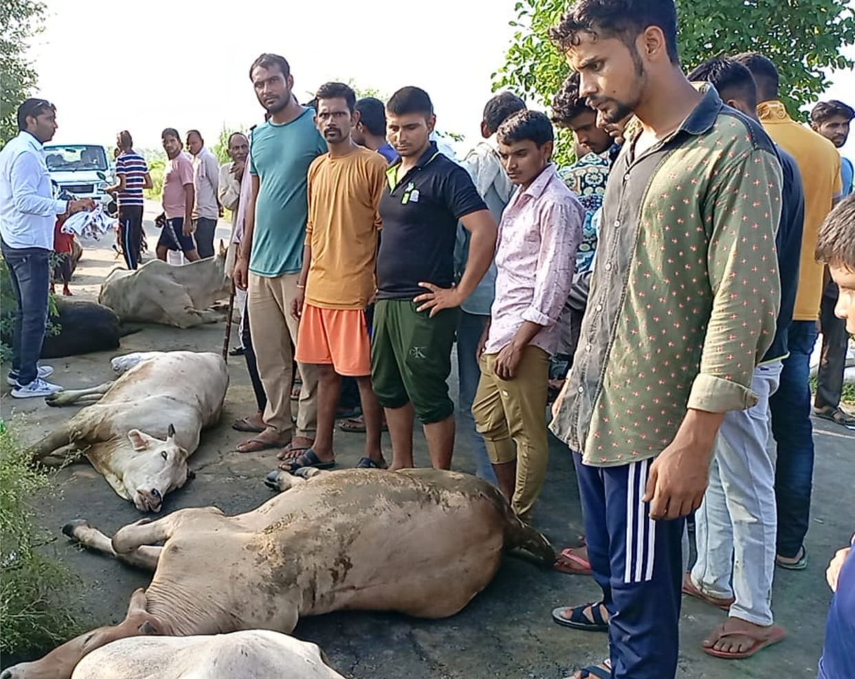 Mathura: Cows freed in encounter with cow smugglers