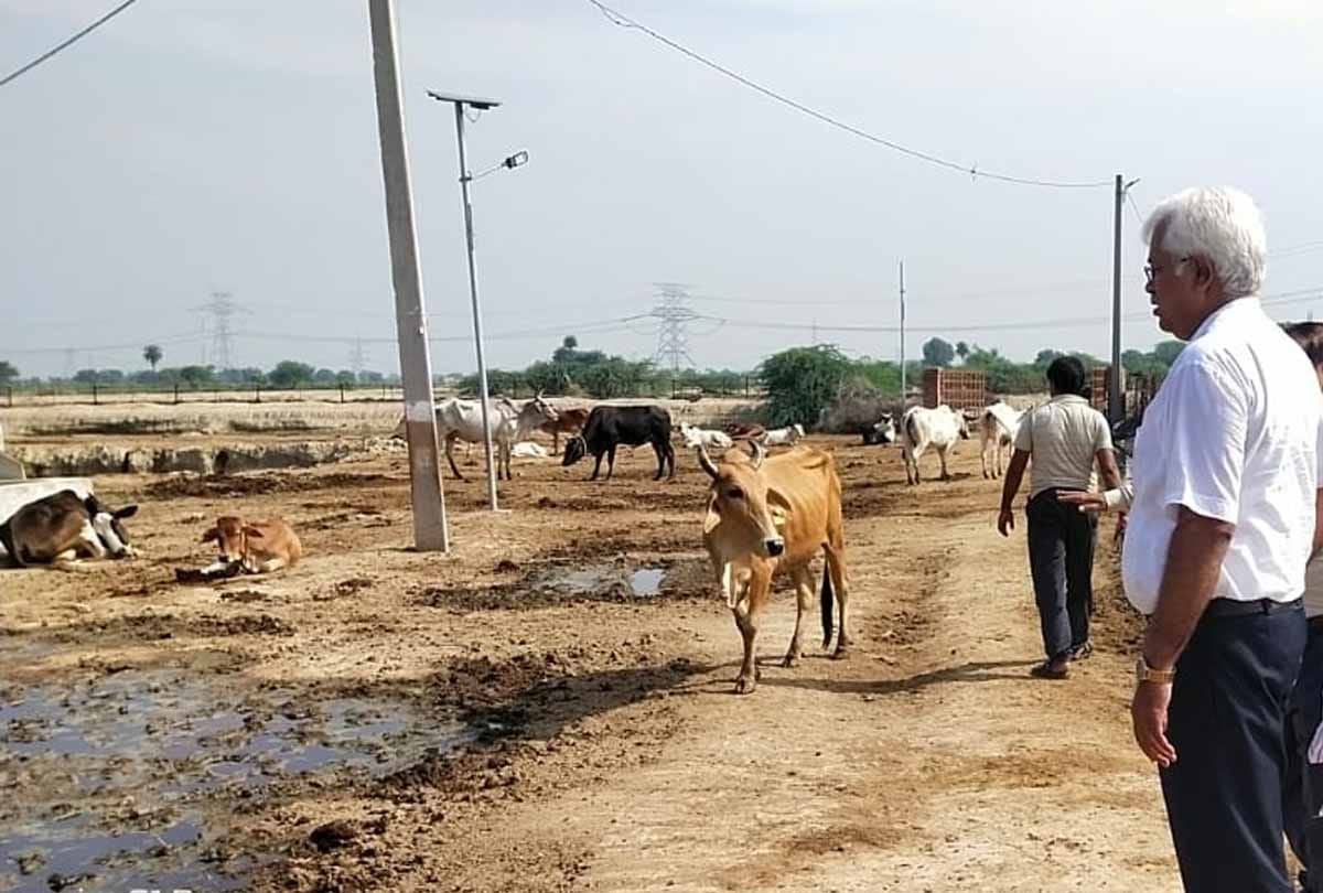 UP: 15 cows died in one day in Etawah Parauli Ramayan Gaushala, four teams of doctors are treating