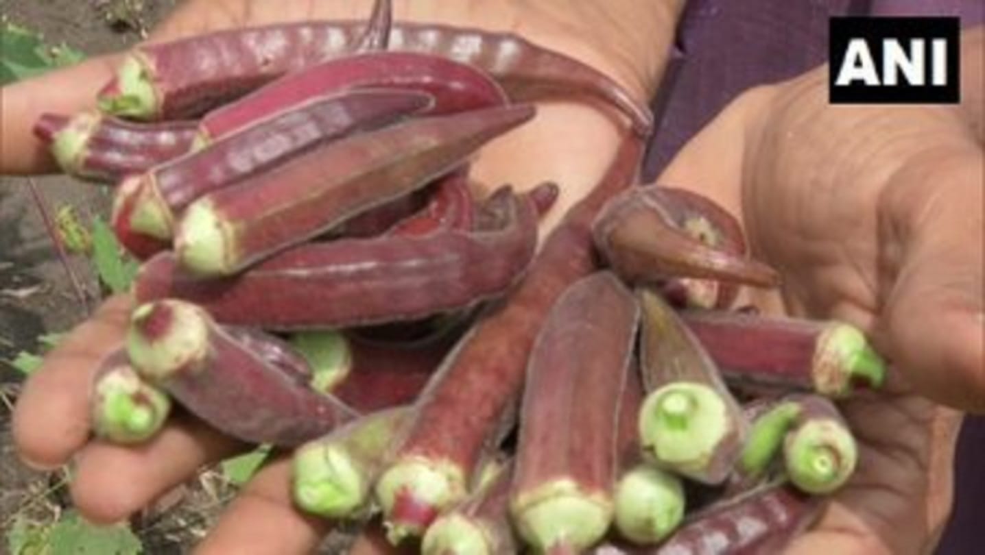 Meerut Kisan Mela news, Red lady finger attracted people and pickle aunt is being praised a lot