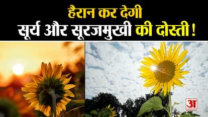 what is the link between sunflower and sunlight helio tropism process defination