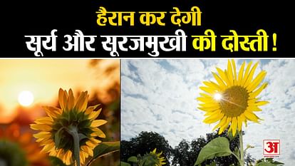 what is the link between sunflower and sunlight helio tropism process defination