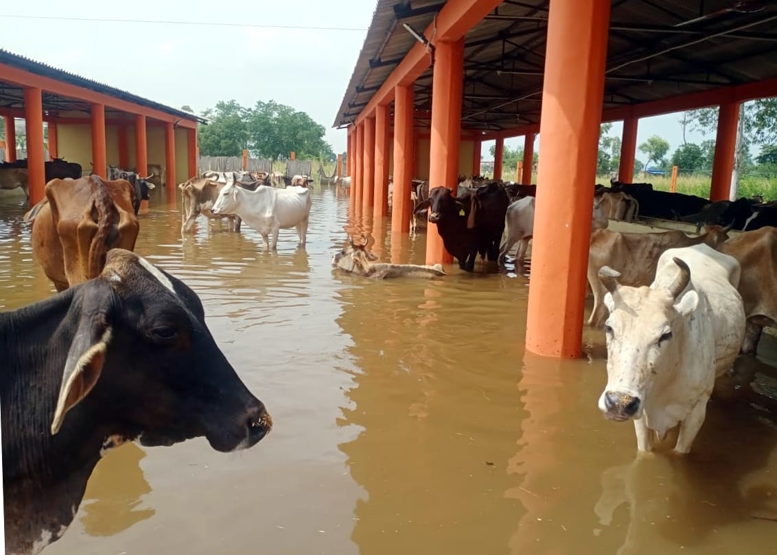 rain water filled in cowshed