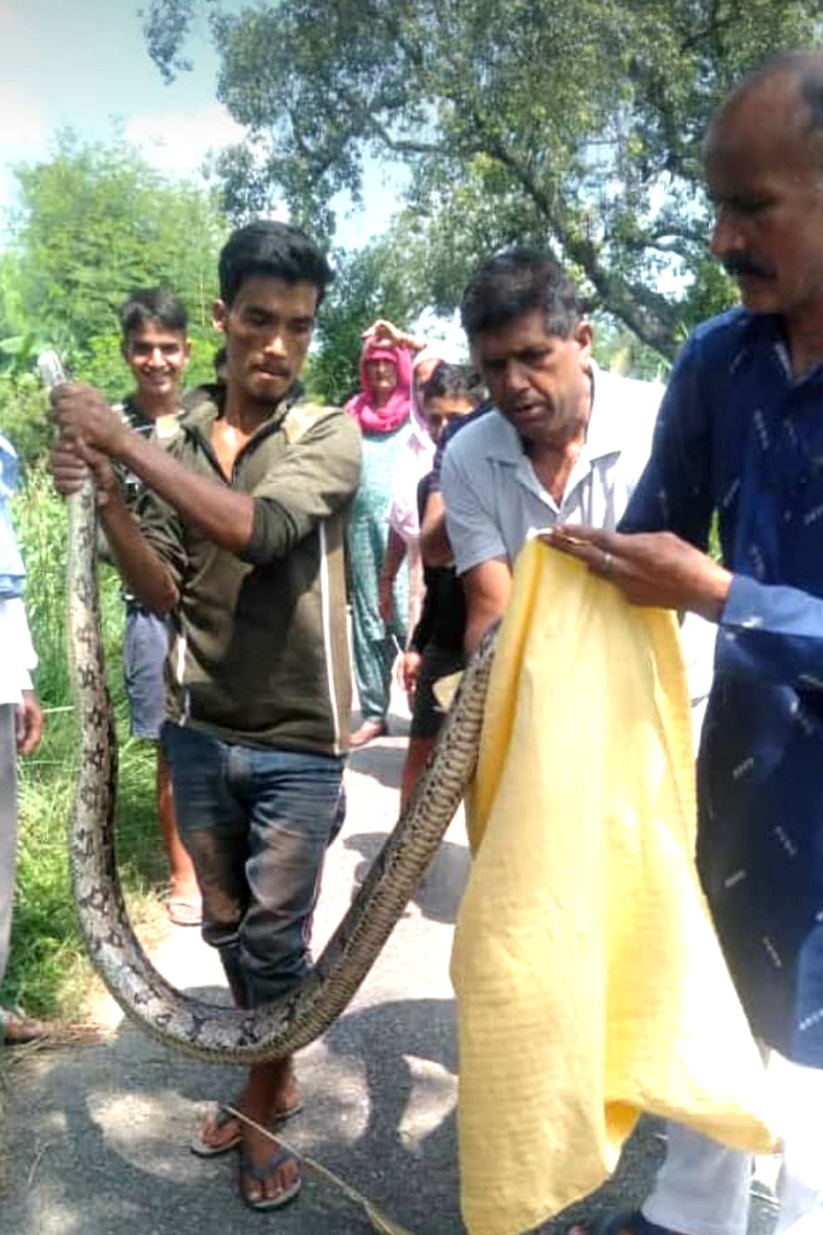 11 feet long python found in Baryal