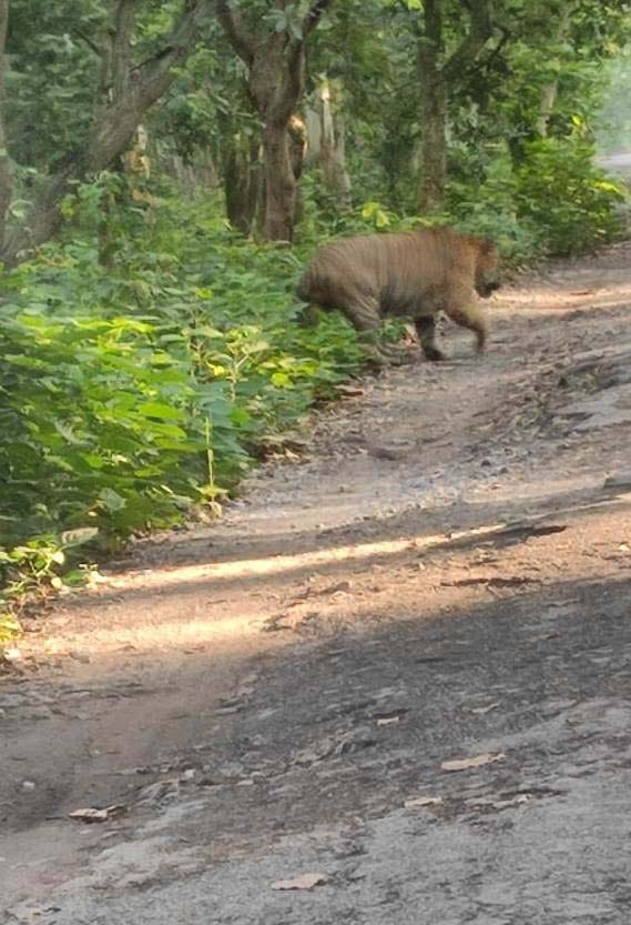 tiger