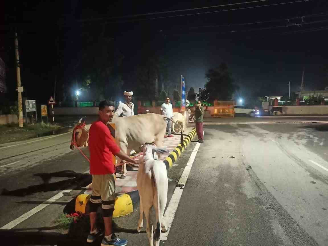 When the city council caught the animals and took them to the cowshed, they refused to take the bull and the calf.