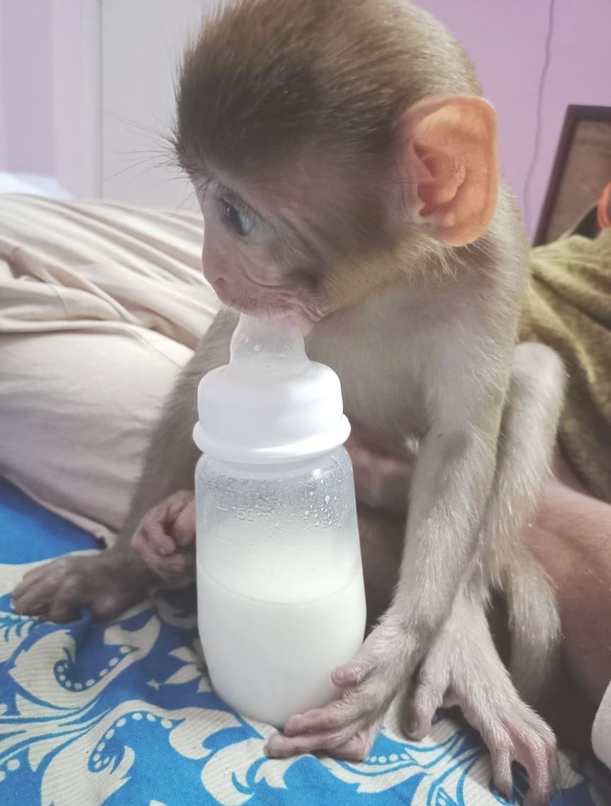 Angad became monkey from Bhavani, smart century became second home