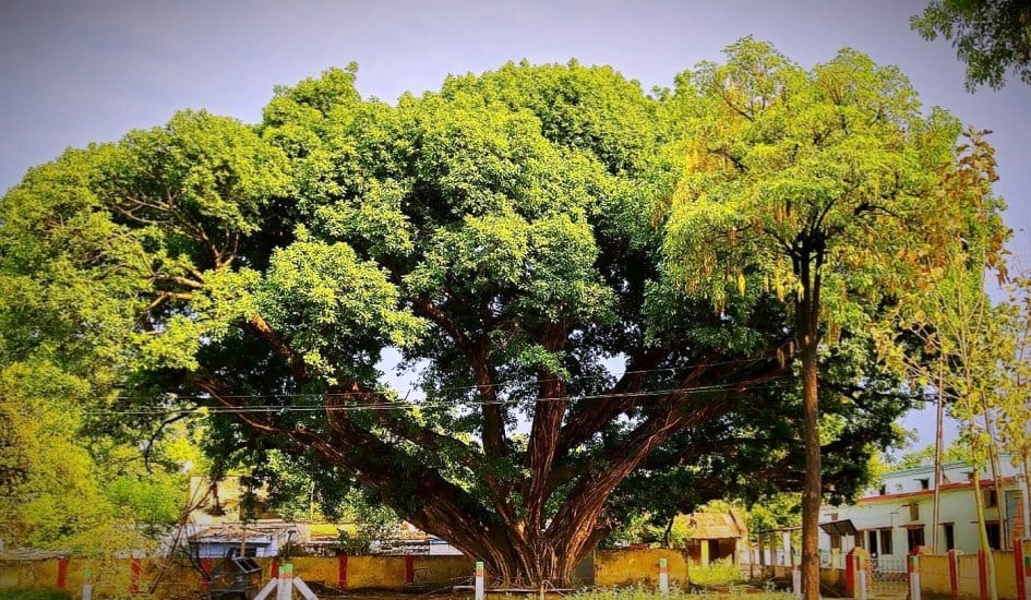 heritege tree