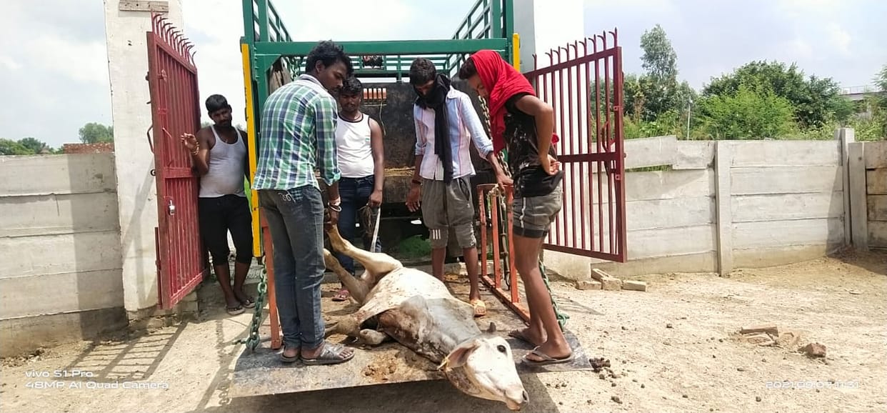 etawah news,Cows being shifted to other cowsheds