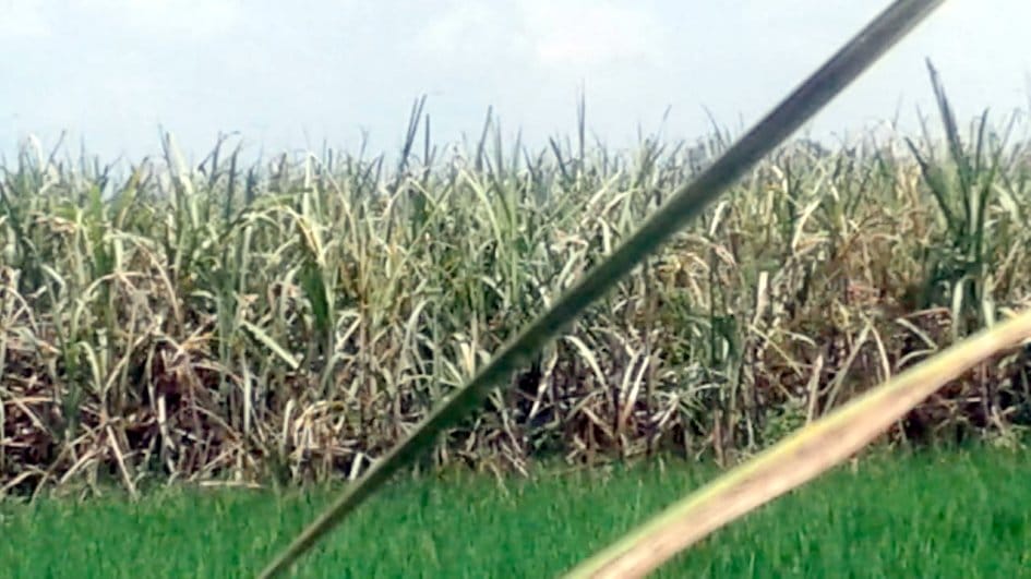 kisan