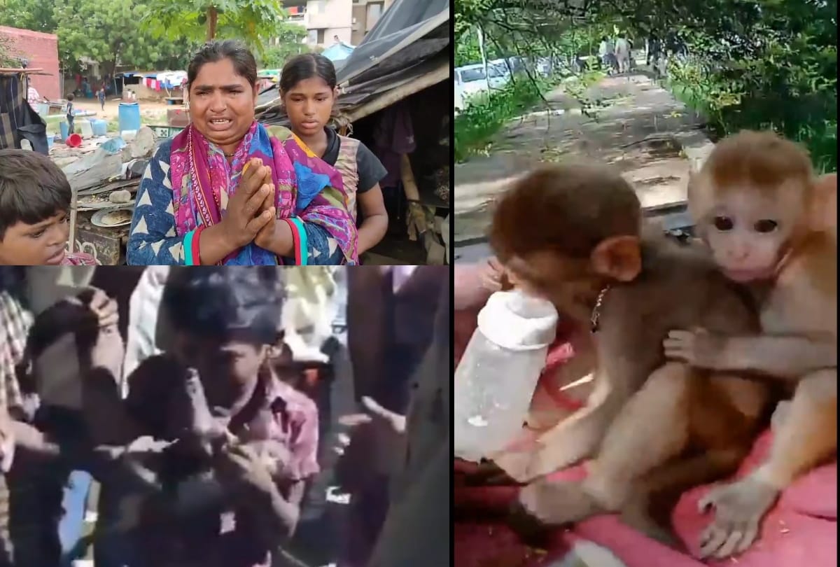 Greater noida forest department came to rescue two pet monkeys family urge not to take them away weep badly video goes viral