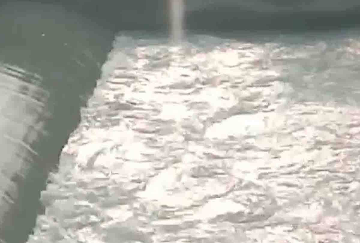 Auraiya Dead Body Found News: Auraiya: Dead body of youth found trapped in canal