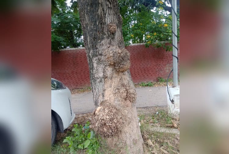 Many Trees are Affected by Tumors in chandigarh