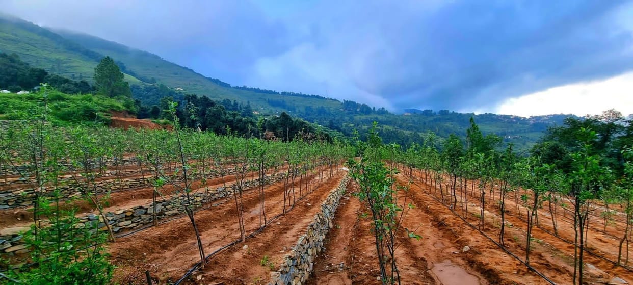 The apple nursery is now flourishing on the barren land