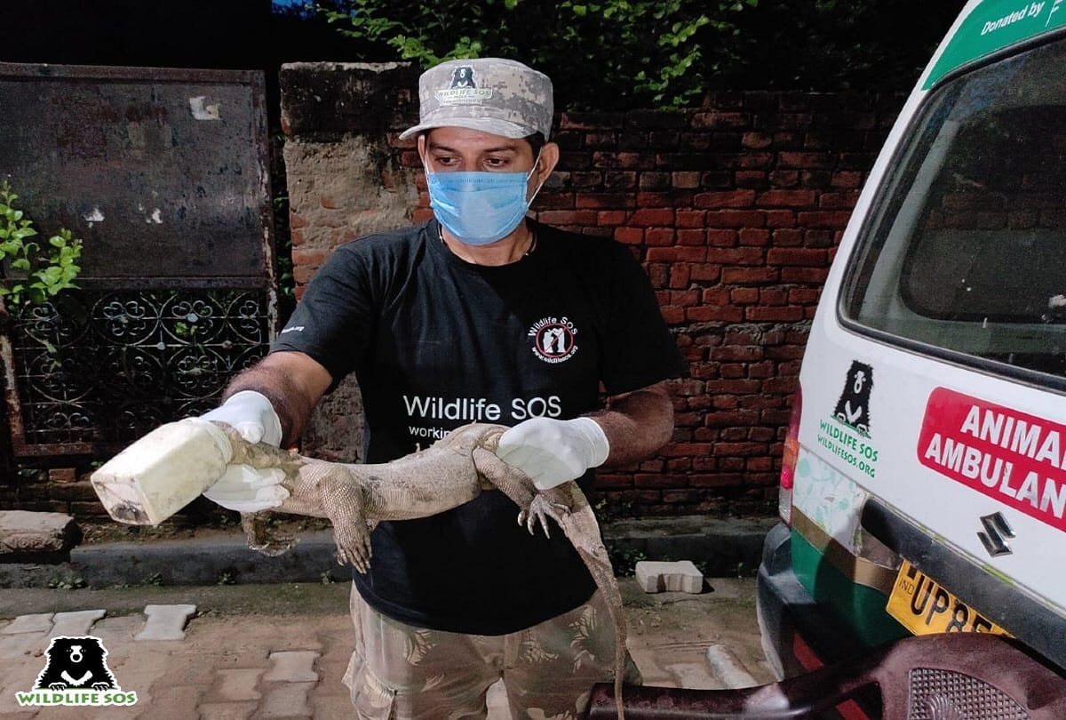 monitor lizard head trapped in plastic jar wildlife sos rescued in agra