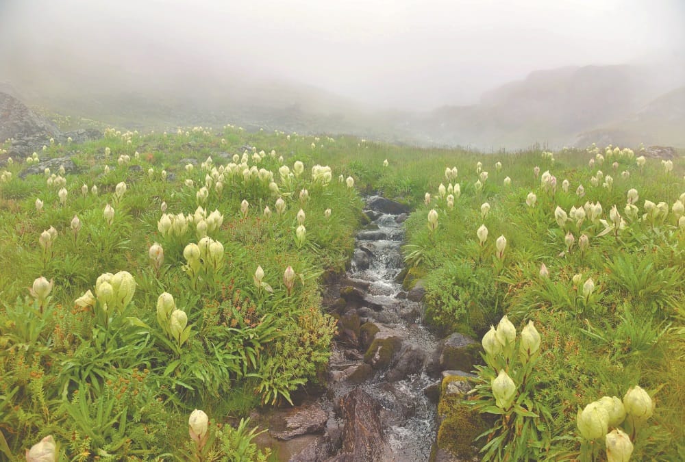 -Himalaya Diwas in Uttarakhand: Himalayan Become More Beautiful after Public Movement Stop Photos