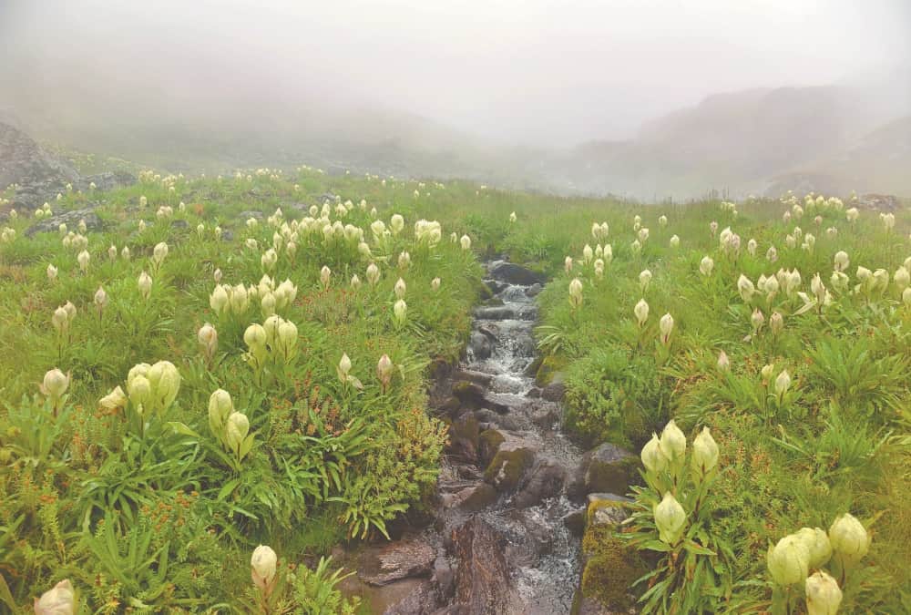 -Himalaya Diwas in Uttarakhand: Himalayan Become More Beautiful after Public Movement Stop Photos