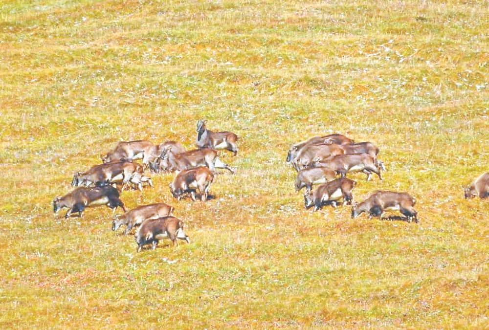 -Himalaya Diwas in Uttarakhand: Himalayan Become More Beautiful after Public Movement Stop Photos