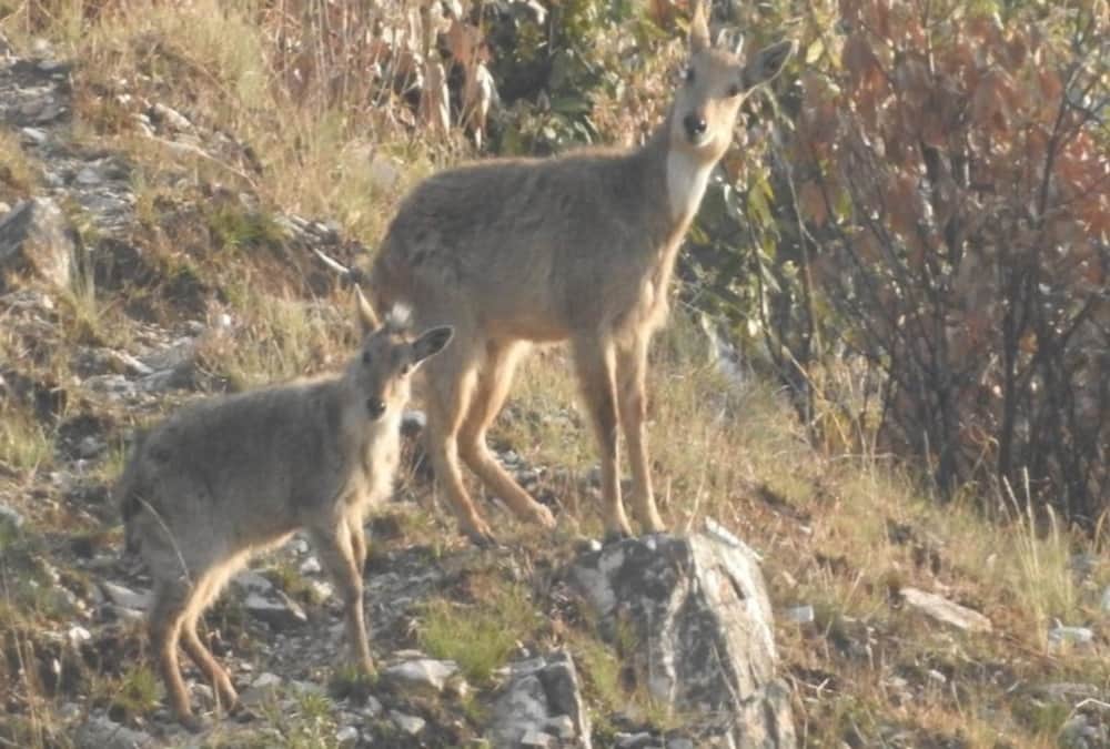 -Himalaya Diwas in Uttarakhand: Himalayan Become More Beautiful after Public Movement Stop Photos