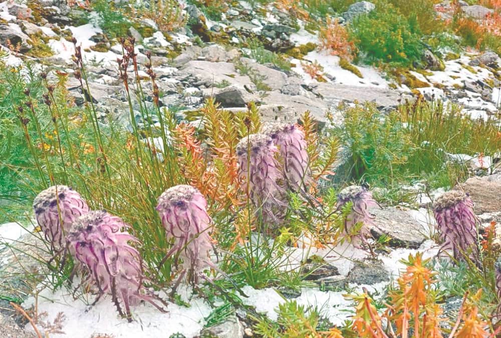 -Himalaya Diwas in Uttarakhand: Himalayan Become More Beautiful after Public Movement Stop Photos