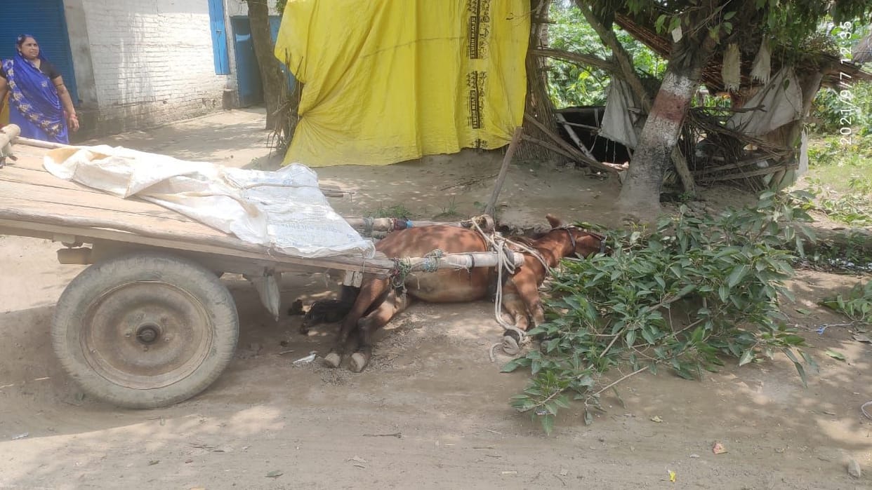 horse death from current