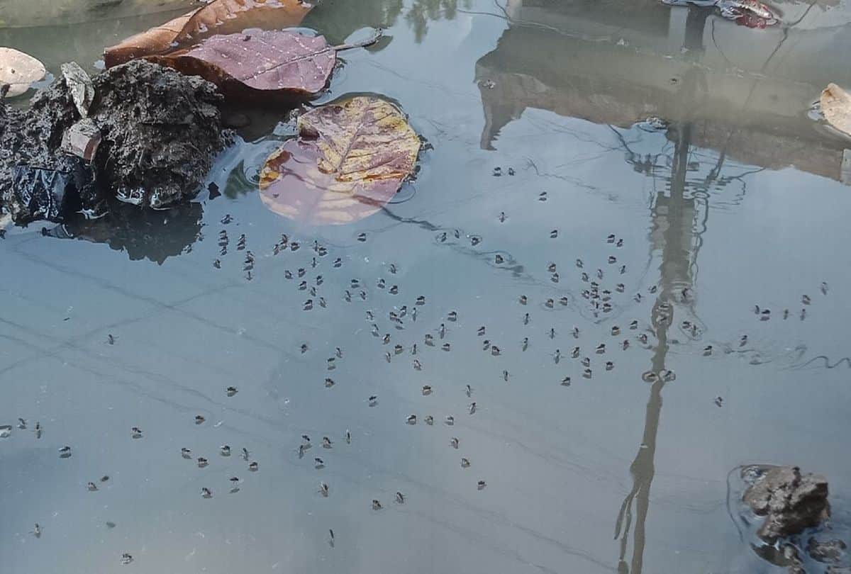 Amar Ujala Investigation Of slum Drains choke garbage in the streets Mosquitoes outbreak