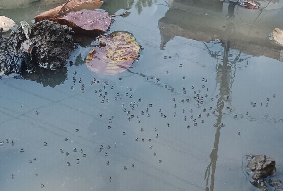 Amar Ujala Investigation Of slum Drains choke garbage in the streets Mosquitoes outbreak