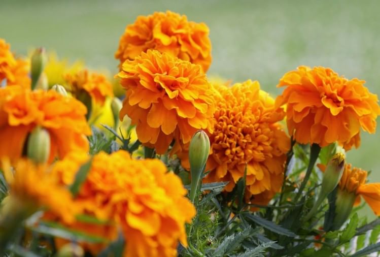 Marigold Flowerपूजापाठ और धार्मिक कार्यों में शुभ माना जाता है गेंदे