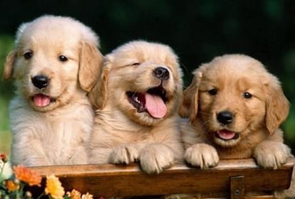 Animal Birth Control centers will be opened in 58 districts in Uttar Pradesh.