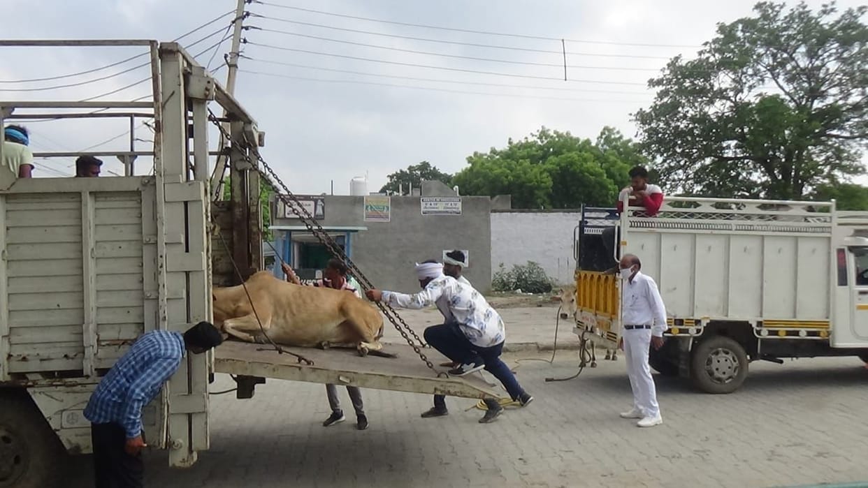 The cattle ranchers took away 30 cows after catching the police employee
