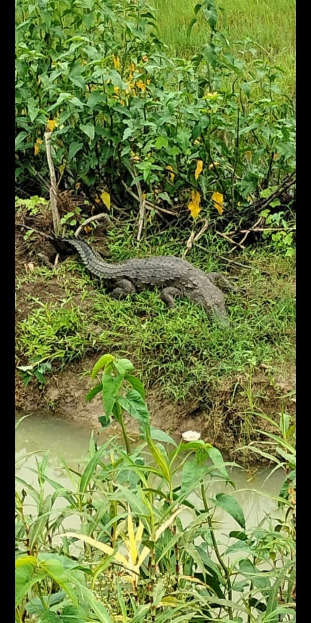 two crocodile see at  betwa nahar