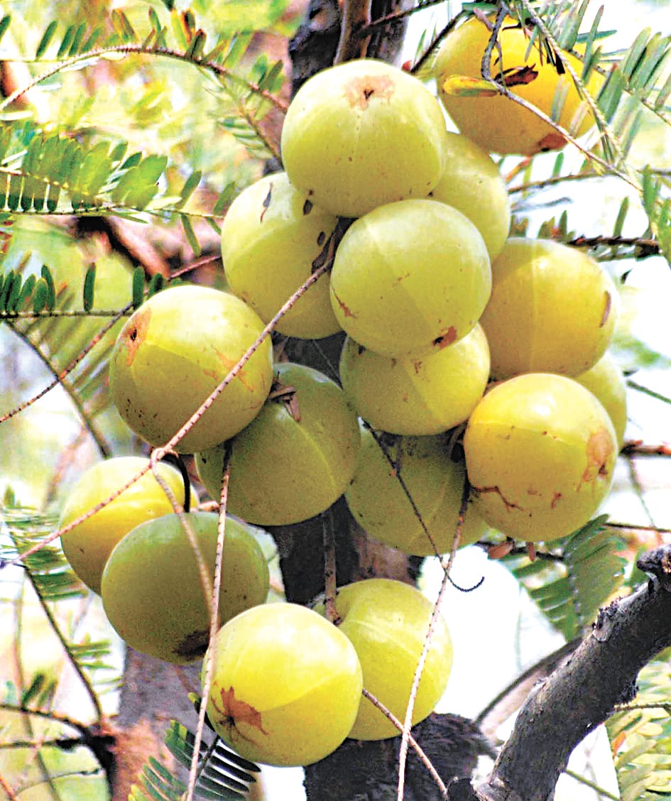 five new units of amla industry will be set up in belha