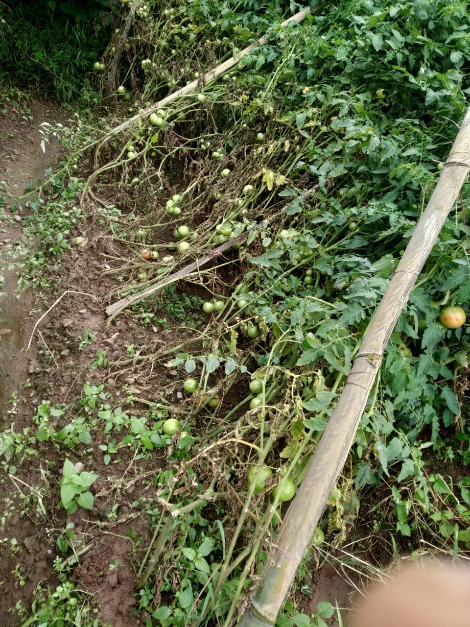 Weather hit on tomatoes in Morni, government should give compensation