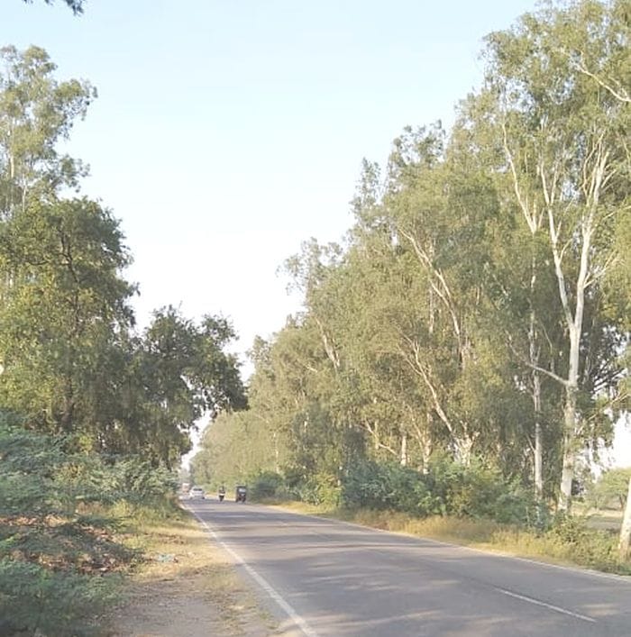 Noida Airport: 11510 trees will be removed after mapping