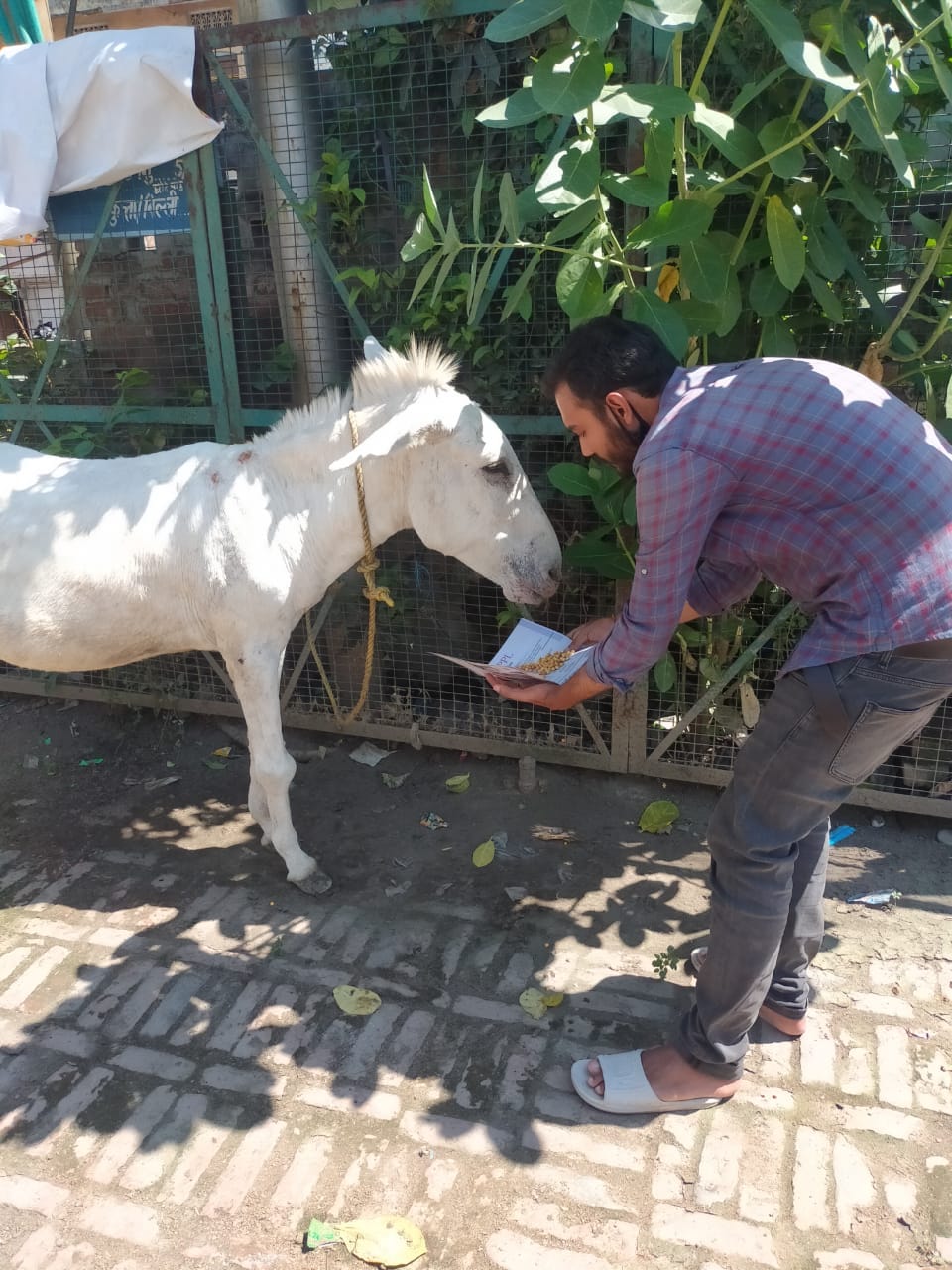 On the instructions of Maneka Gandhi, the injured donkey was sent to Noida for treatment.