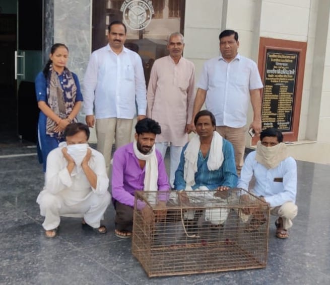 From today, the campaign will run to catch the monkeys